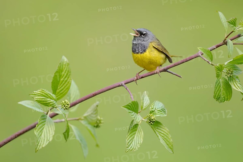 MacGillivray's Warbler (Geothlypis tolmiei) male singing, British Columbia, Canada