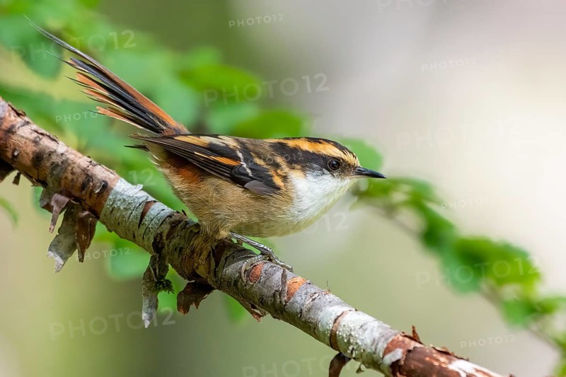 Thorn-tailed Rayadito (Aphrastura spinicauda) perched on a branch, Araucania, Chile