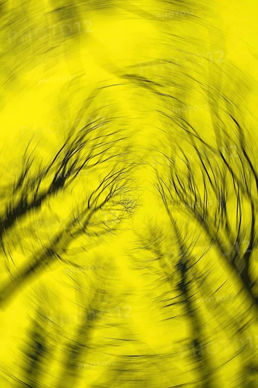 Blurred silhouettes of tree branches create an abstract, distorted effect against a bright yellow background, offering a surreal and dynamic visual experience
