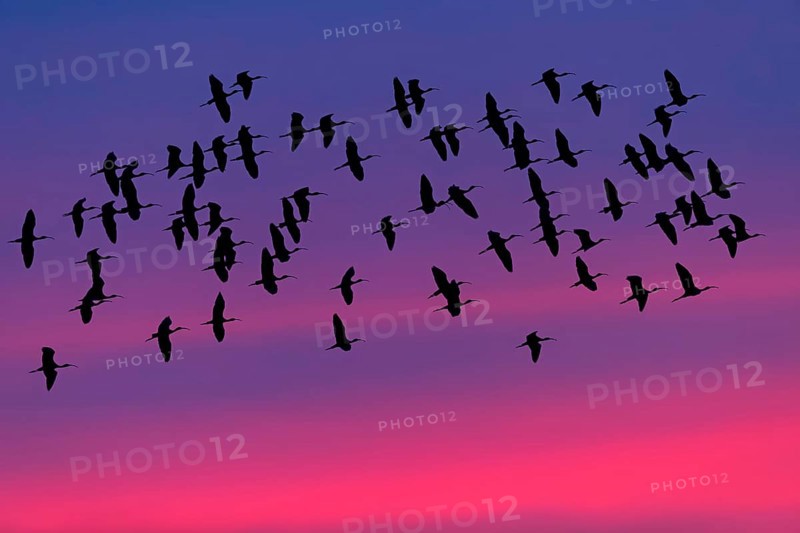 Sicklebird, Black Ibis, Plegadis falcinellus, Lesvos, Greece