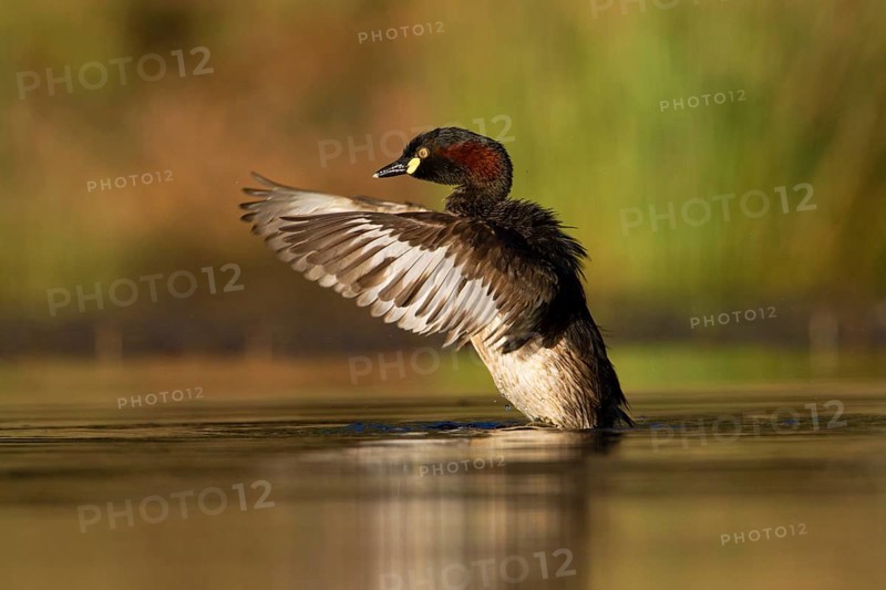 Australasian Grebe (Tachybaptus novaehollandiae), Victoria, Australia