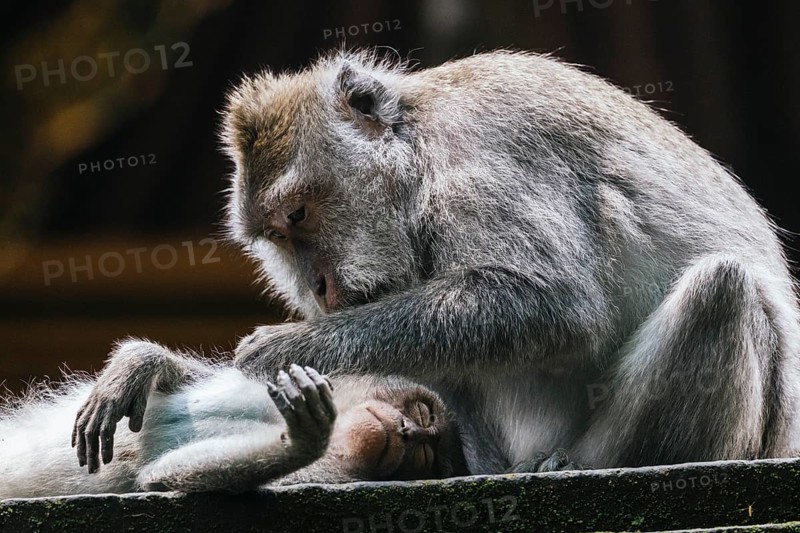 A peaceful scene of two monkeys displaying tenderness in Bali. One gently grooms the other, showcasing natural behavior, connection, and tranquility in their habitat