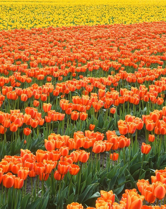 A breathtaking field of vibrant orange and yellow tulips stretches across the landscape, creating a stunning display of color and natural beauty, perfect for springtime imagery