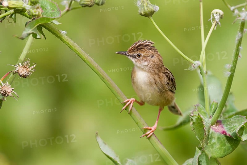 Zitting Cisticola - Zistensänger - Cisticola juncidis ssp. cisticola, Morocco
