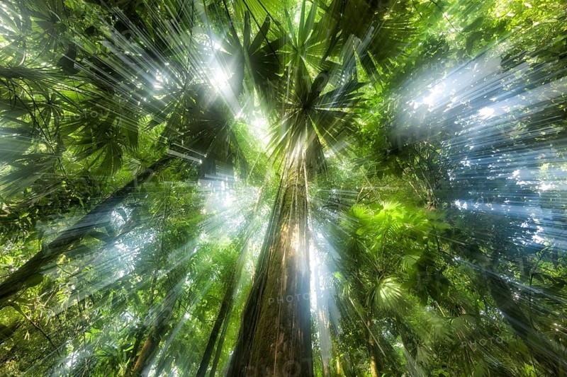 Rainforests are driven by the struggle for light. With such profuse growth, every plant is trying to grow toward the light in order to power photosynthesis. When I saw the sun shine through the trees on a misty morning in Costa Rica's Corcovado National Park, I pointed my camera up and zoom out during the exposure to accentuate the light ray effect