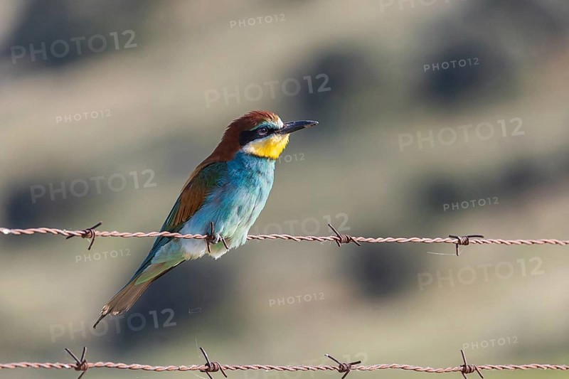 A vivid European bee-eater perches gracefully on rusty barbed wire, set against a softly blurred natural backdrop, highlighting its vibrant plumage
