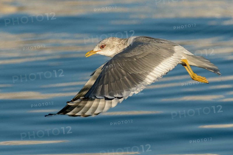 Mew Gull (Larus canus brachyrhynchus) flying, Alaska, USA