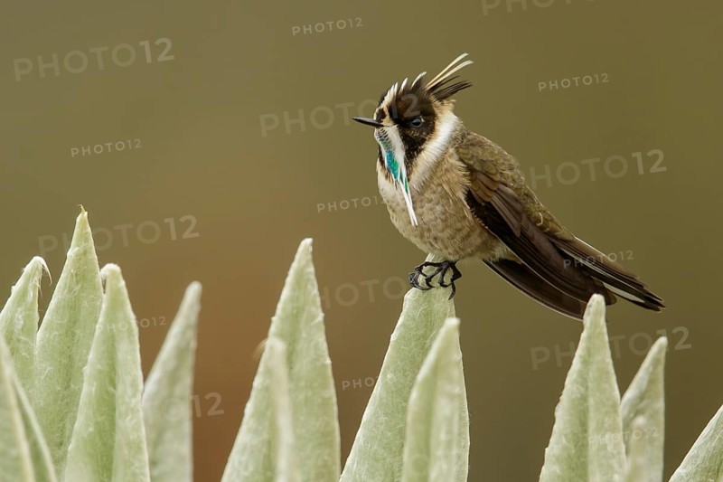 Green-bearded Helmetcrest (Oxypogon guerinii) perched on a branch in the Andes mountains in Colombia