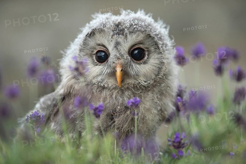 Ural Owl (Strix uralensis) fledgling, captive, Germany