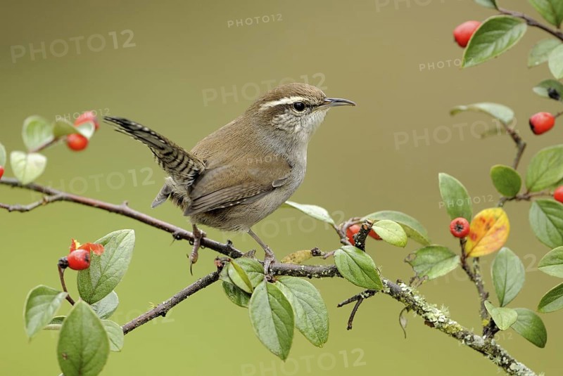 Bewick's Wren (Thryomanes bewickii), Canada