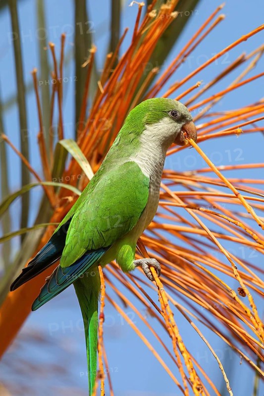 Monk parakeet (Myiopsitta monachus), Conure veuve, Cotorra argentina, Fuerteventura, Canary Islands, Spain