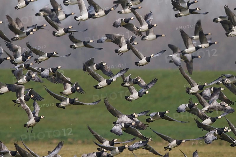 Barnacle Goose (Branta leucopsis), Netherlands