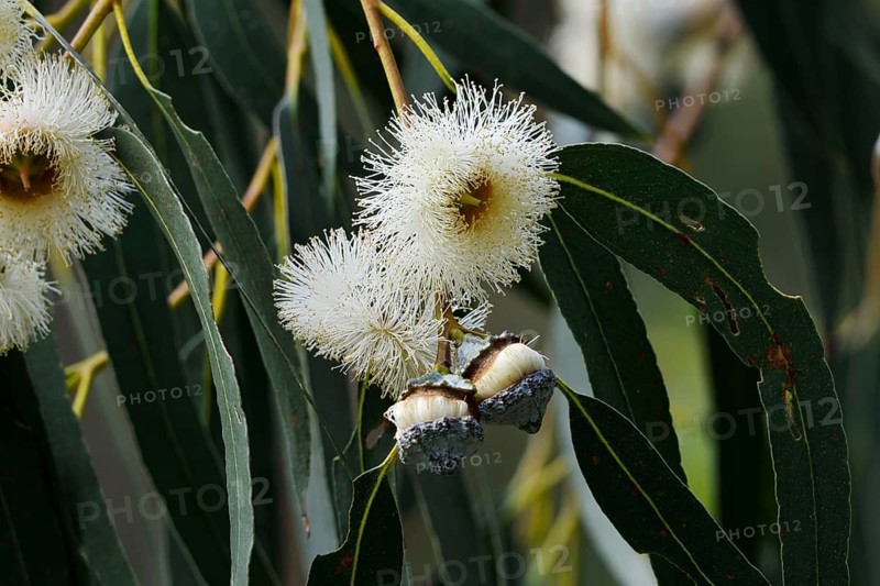 Tasmanian blue gum or common fever tree (Eucalyptus globulus), flowers and leaves, Algarve, Portugal, native to Australia