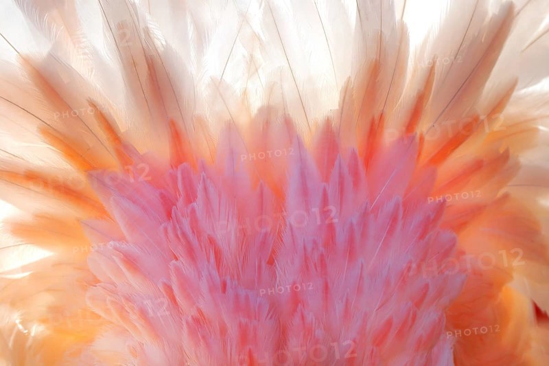 An intricate close-up of the vibrant nuptial plumage of a pink flamingo captured in the French Camargue, showcasing soft feather details and delicate hues of pink and white