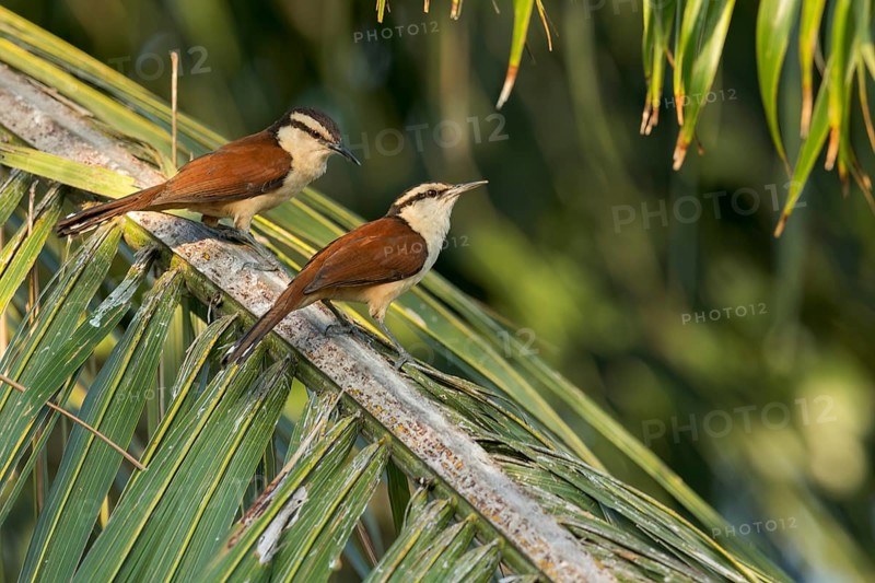Giant Wren (Campylorhynchus chiapensis) perched on a branch in Oaxaca, Mexico