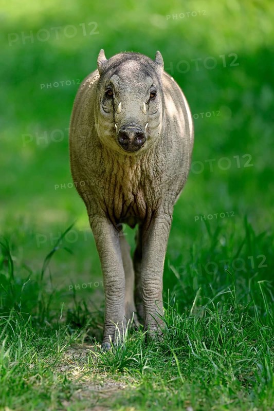 Deer boar (Babyrousa), juvenile, male, Sulawesi