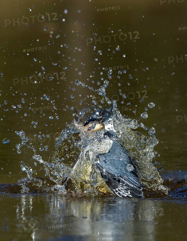 Belted Kingfisher (Megaceryle alcyon) male hunting, with fish prey in beak, Texas, USA