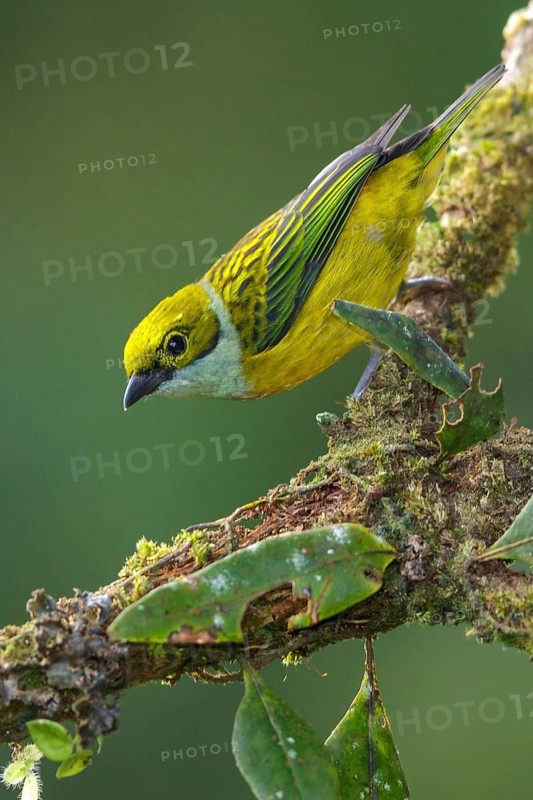Silver-throated Tanager (Tangara icterocephala) perched on a branch in the mountains of Colombia, South America