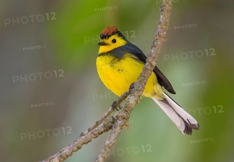 Collared Redstart (Myioborus torquatus) at San Gerrardo de Dota, Costa Rica