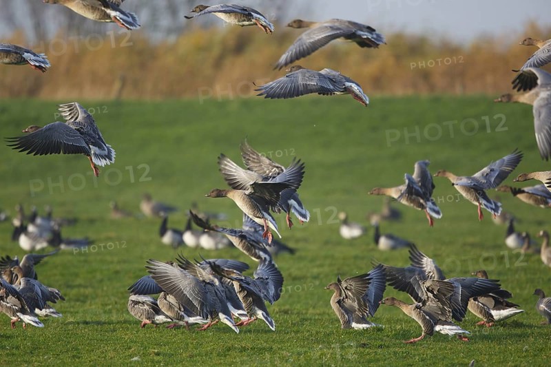 Pink-footed Goose (Anser brachyrhynchus), Friesland, Netherlands