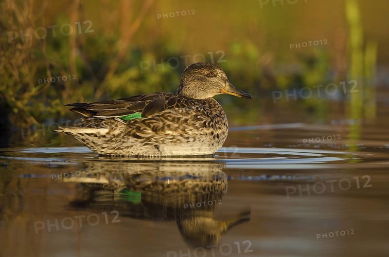 Eurasian Teal (Anas crecca) female, Schleswig-Holstein, Germany