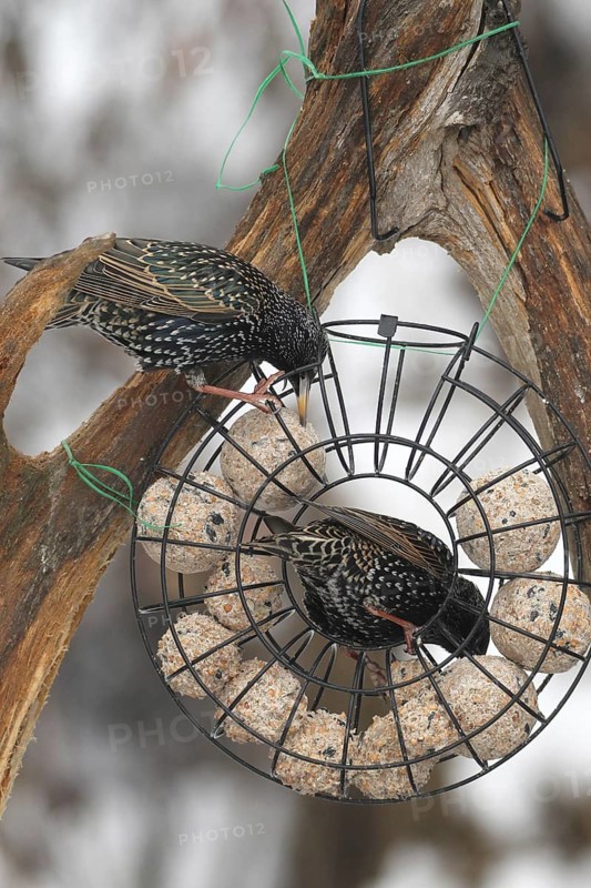 Starling (Sturnus vulgaris) at winter feeding in the forest, Allgäu, Bavaria, Germany, Allgäu, Bavaria, Germany