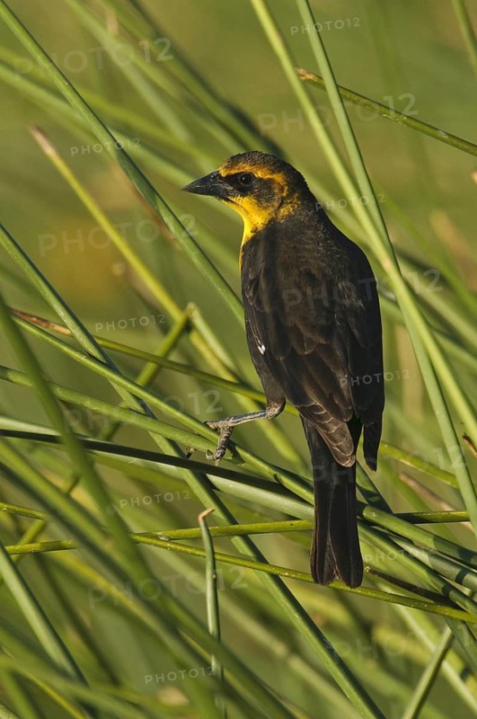 Yellow-headed Blackbird (Xanthocephalus xanthocephalus), Arizona, USA