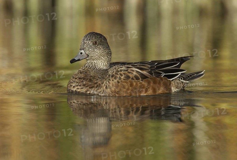 American Wigeon (Mareca americana) female, New Mexico, USA