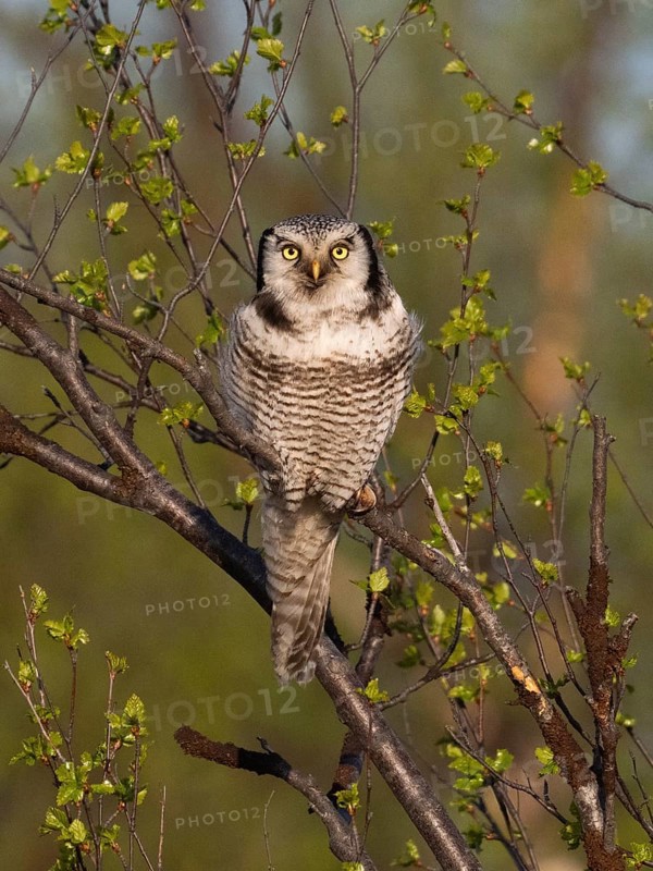 Hawk Owl (Surnia ulula), adult male, perched in a Hairy Birch tree (Betula pubescens), May, Finnish Lapland