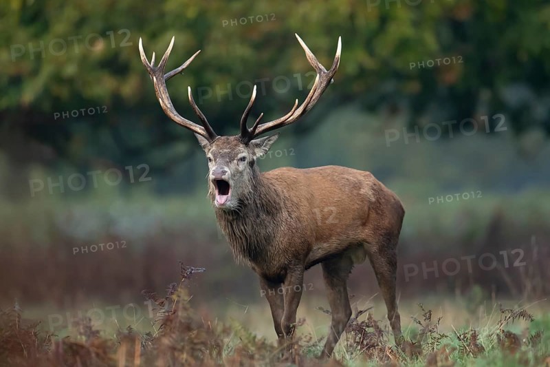 Red deer (Cervus elaphus) adult male stag animal roaring with its mouth open during the annual rut in autumn, England, United Kingdom