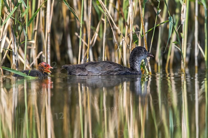 Eurasian Coot (Fulica atra) young bird from first brood leading young bird from second brood, Mecklenburg-Western Pomerania, Germany