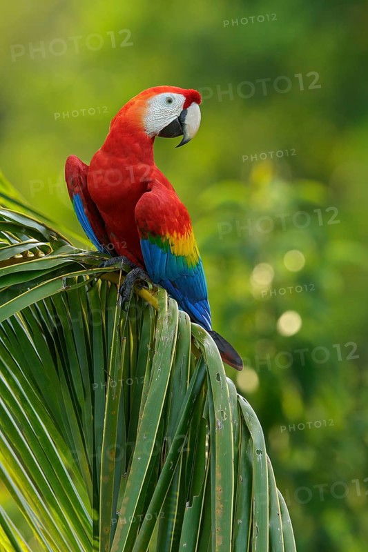 Scarlet Macaw (Ara macao) perched on a branch in the rainforest of Guyana