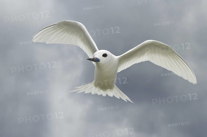 White Tern (Gygis alba), Hawaii, USA