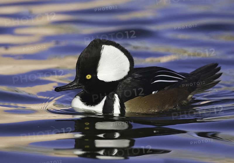 Hooded Merganser (Lophodytes cucullatus) male, New Mexico, USA