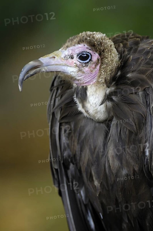Kappengeier (Necrosyrtes melambrotus), Portrait, captive, Heimat: Ostafrika, Oktober, Zoo/Gehege, NRW, Deutschland