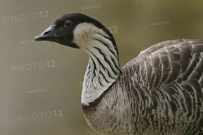 Nene (Branta sandvicensis), Florida, USA
