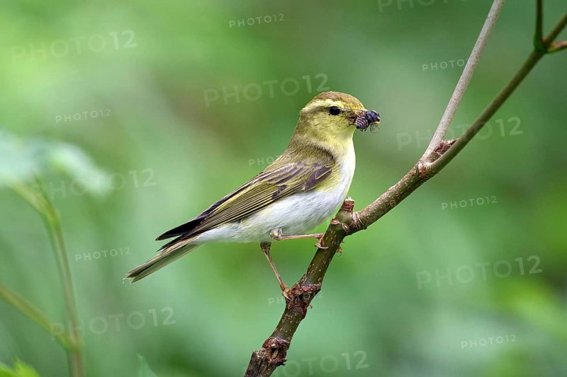 Forest warbler with a caught fly sitting on a branch, Phylloscopus sibilatrix, Bavaria, Bavaria, Federal Republic of Germany