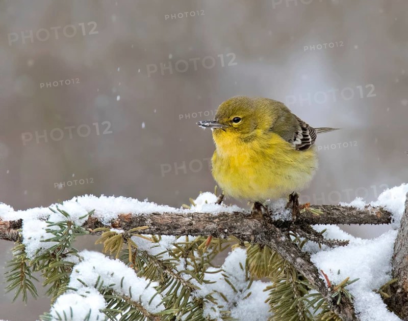 Pine Warbler (Setophaga pinus) male, Saskatchewan, Canada