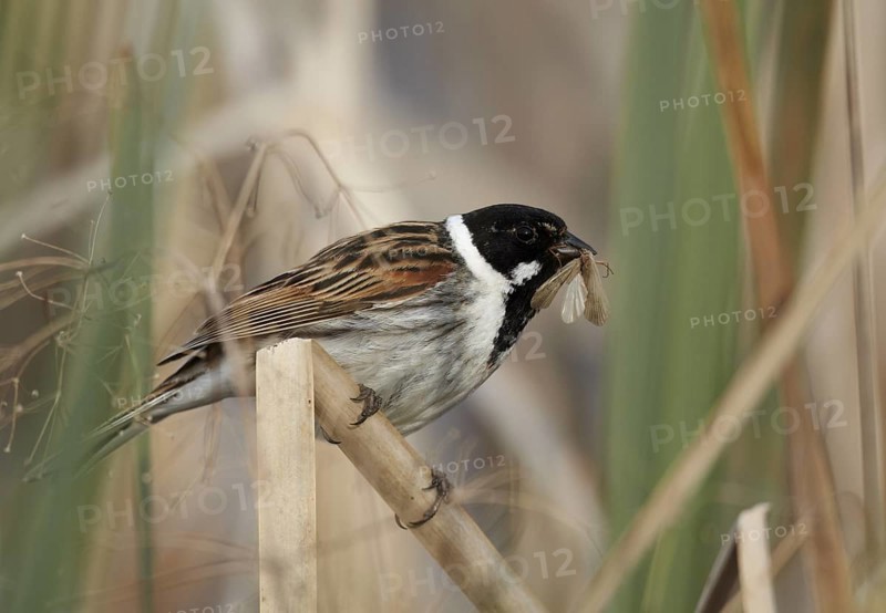 Common Reed Bunting (Emberiza schoeniclus) male, Mecklenburg-Western Pomerania, Germany