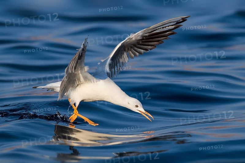 Slender-billed Gull (Chroicocephalus genei) flying, Eilat, Israel