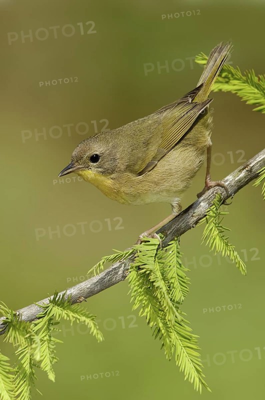 Common Yellowthroat (Geothlypis trichas), Texas, USA
