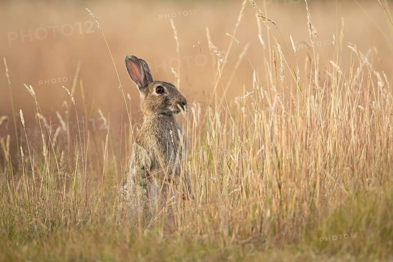 Rabbit (Oryctolagus cuniculus) adult animal in long grass in summer, England, United Kingdom