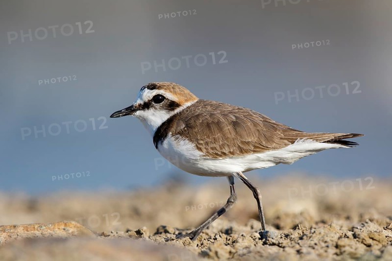 Kentish Plover (Charadrius alexandrinus) male, Lesvos, Greece