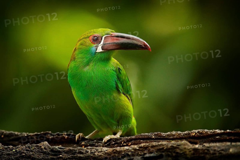 Crimson-rumped Toucanet, Aulacorhynchus haematopygus, green and red small toucan bird in the nature habitat. Exotic animal in tropical forest, green mountain vegetation, Ecuador