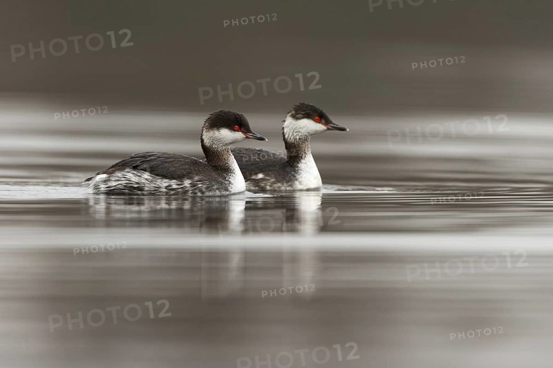 Horned Grebe (Podiceps auritus), South Holland, Netherlands