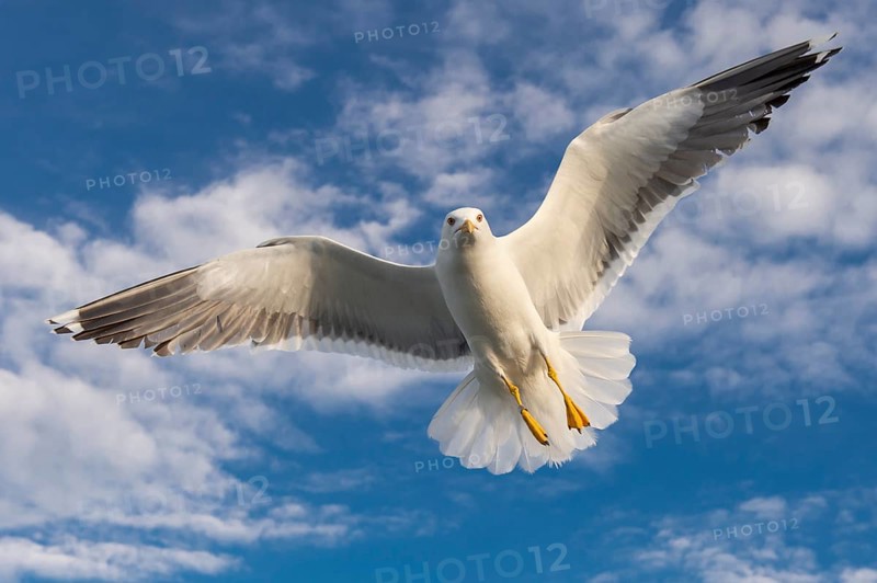 European Herring Gull (Larus argentatus) flying, Texel, Netherlands
