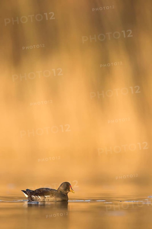 Common Moorhen (Gallinula chloropus), Rhineland-Palatinate, Germany