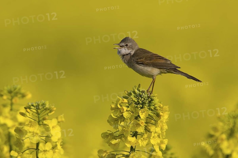 Common Whitethroat (Sylvia communis) singing, Lower Saxony, Germany