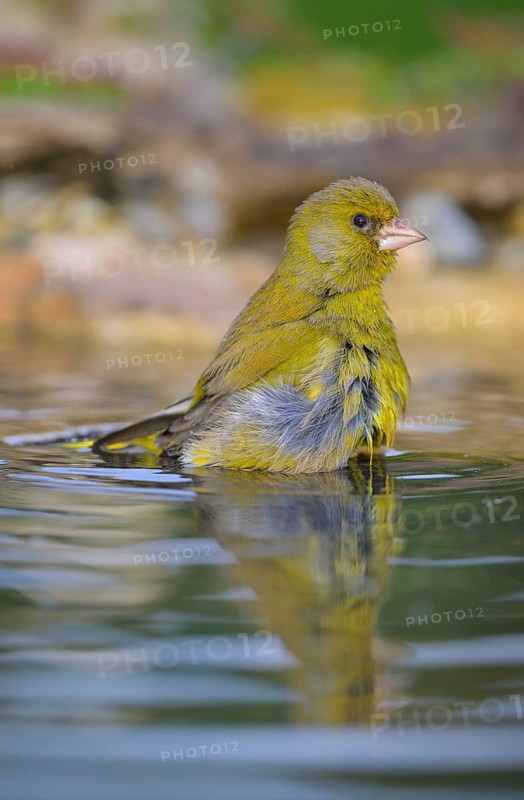 Greenfinch (Chloris chloris), male bathing, biosphere reserve, Swabian Alb, Baden-Württemberg, Germany