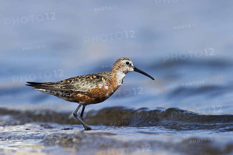 Curlew Sandpiper (Calidris ferruginea), Eilat, Israel
